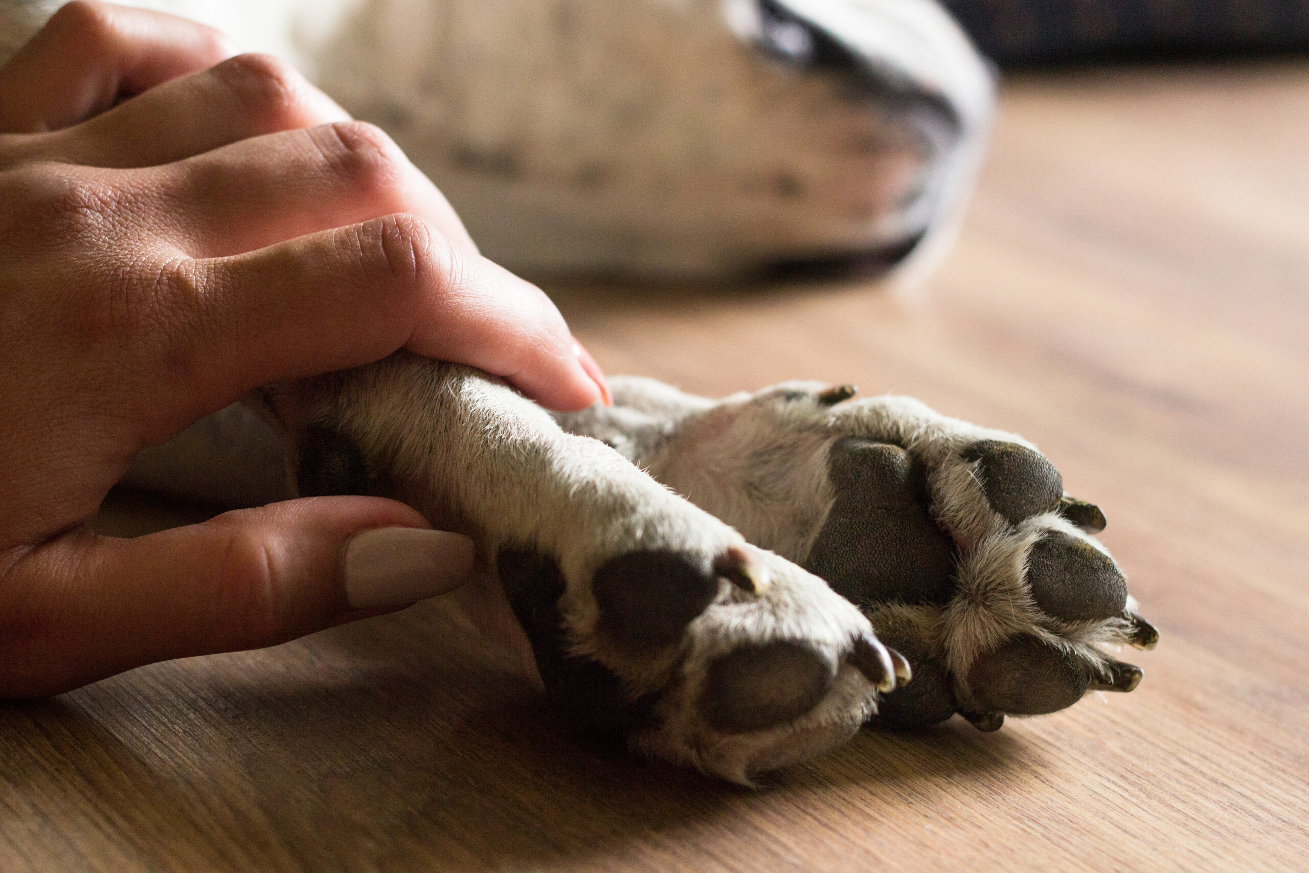 Transform Your Compassion Into a Career Pet Loss Coach Training Online