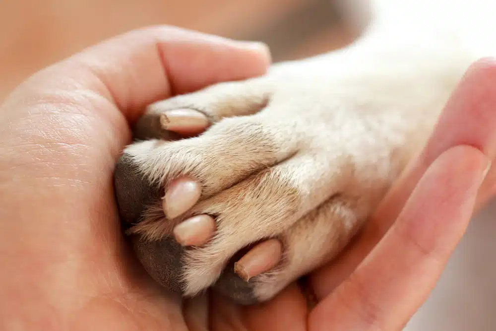 Grief Coach for Pet Loss Certification Everything You Need to Know
